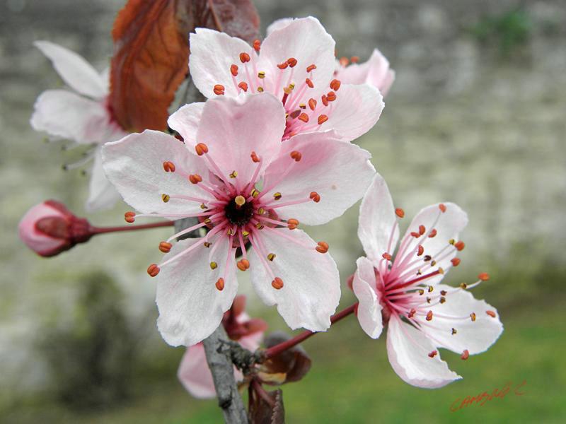Cjp_2009_04_03_110445_R.jpg