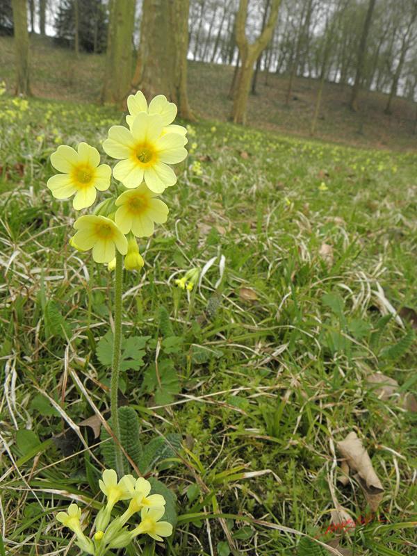 Cjp_2009_04_03_164746_R.jpg