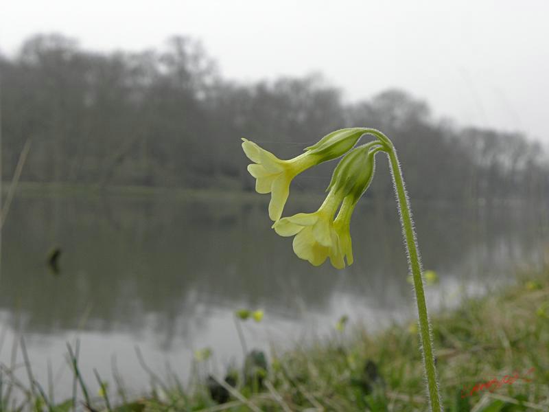 Cjp_2009_04_03_164925_R.jpg