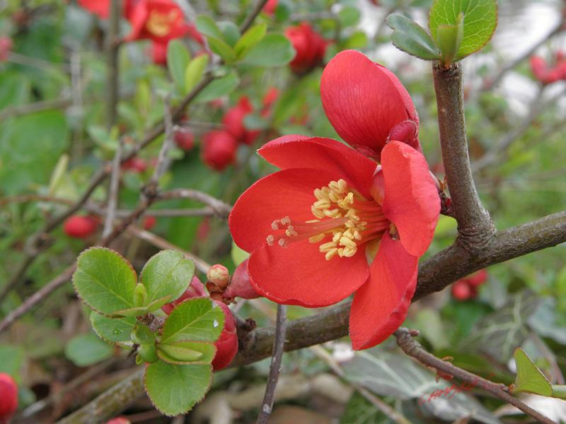 Cjp_2009_04_03_171305_R.jpg