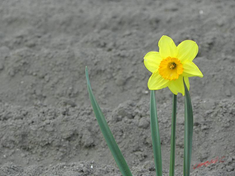 Cjp_2009_04_03_181134_R.jpg