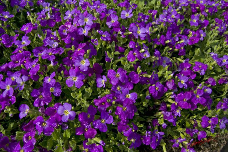 Cjp_2009_04_12_085911.jpg