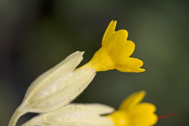 Cjp_2009_04_12_111153.jpg