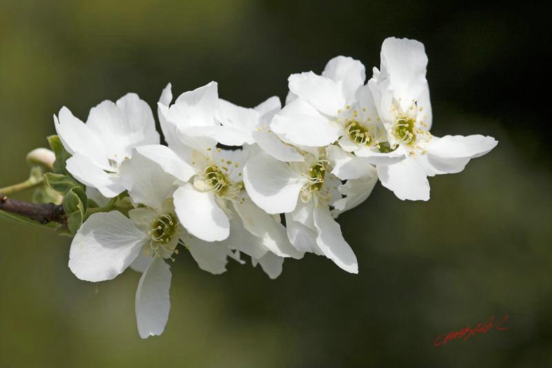 Cjp_2009_04_13_163053.jpg
