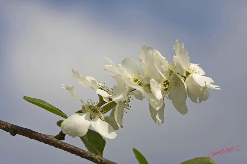 Cjp_2009_04_13_163158.jpg