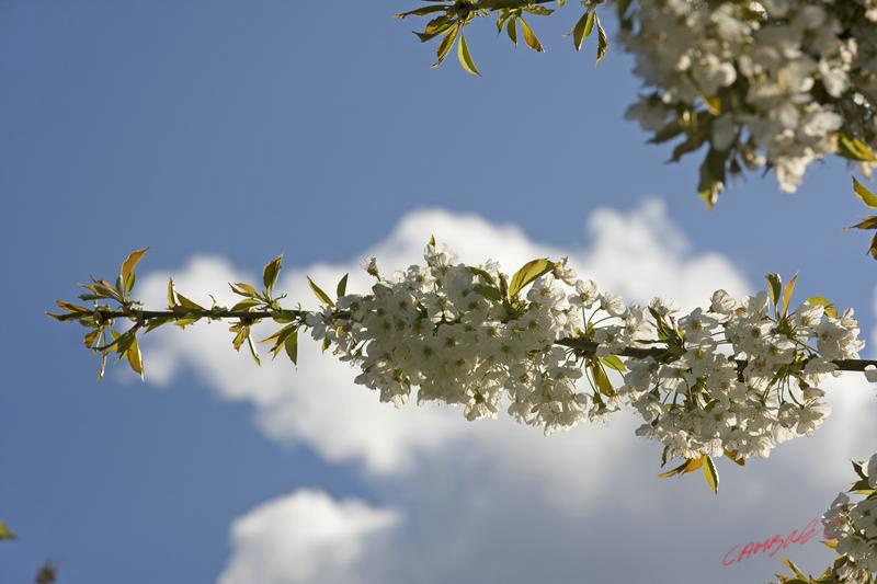 Cjp_2009_04_16_172158.jpg