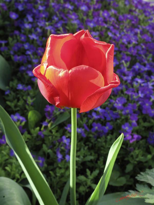 Cjp_2009_04_19_171157.JPG