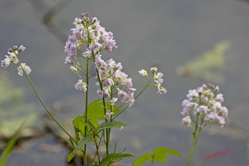 Cjp_2009_04_25_081714.jpg