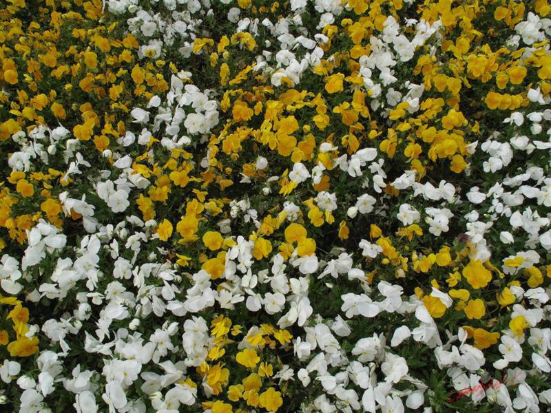 Cjp_2009_04_26_110435.JPG