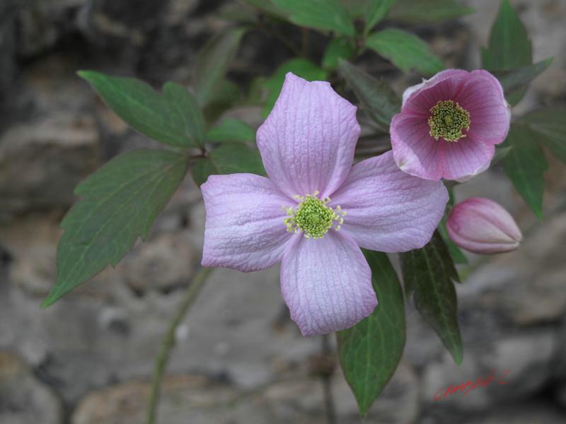 Cjp_2009_04_26_152843.JPG