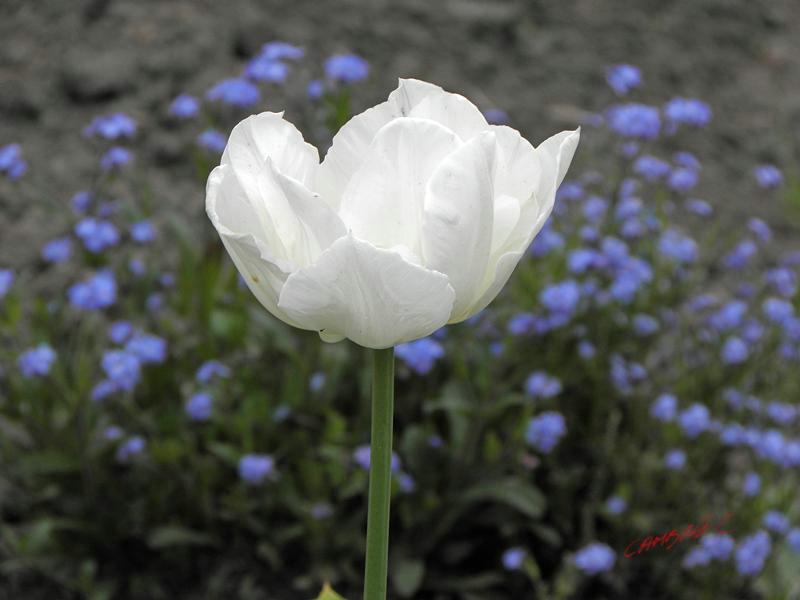 Cjp_2009_04_26_165754.jpg