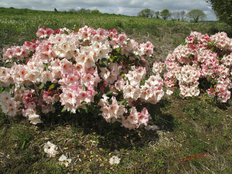 Cjp_2009_05_03_133619.JPG
