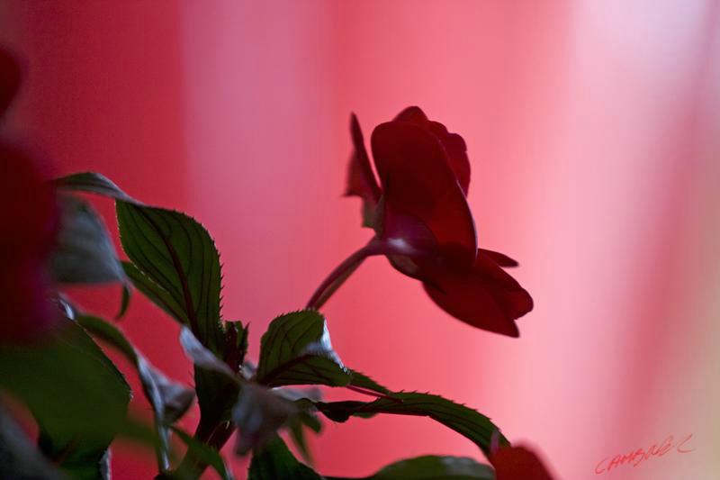 Cjp_2009_05_19_185845.jpg