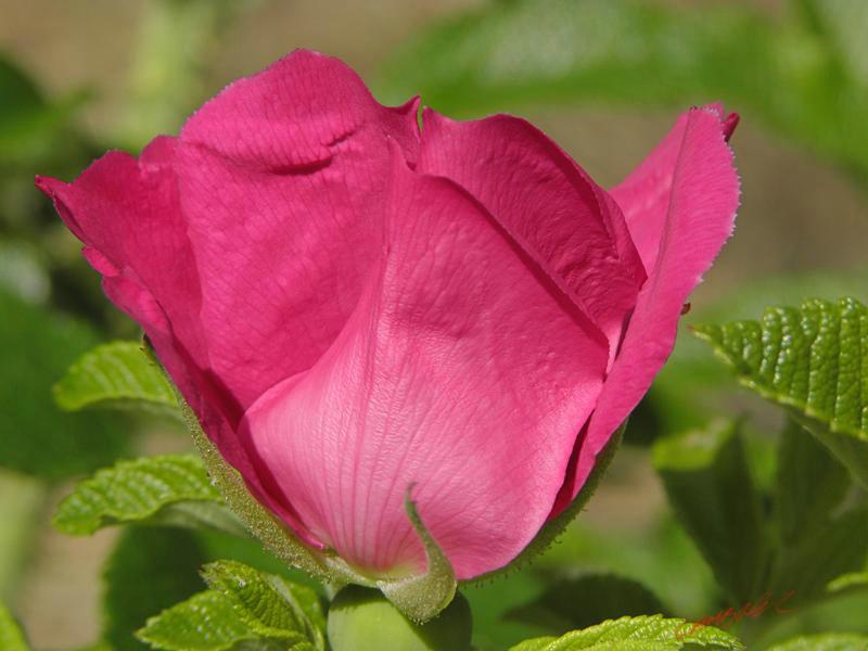 Cjp_2009_07_16_110546.jpg