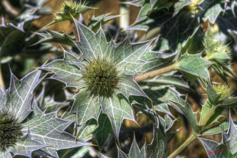 Cjp_2010_07_07_155719_HDR-PP3.jpg