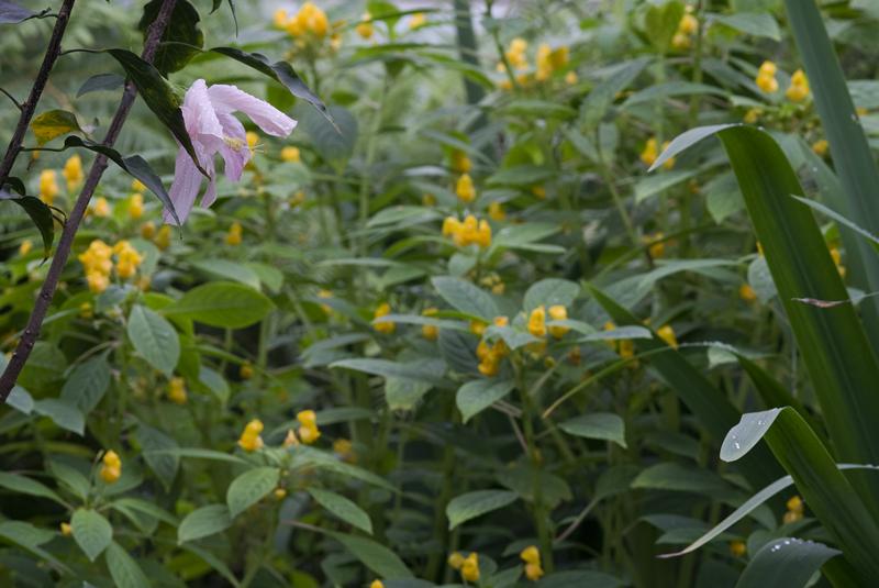 Cjp_2010_07_19_143234.jpg