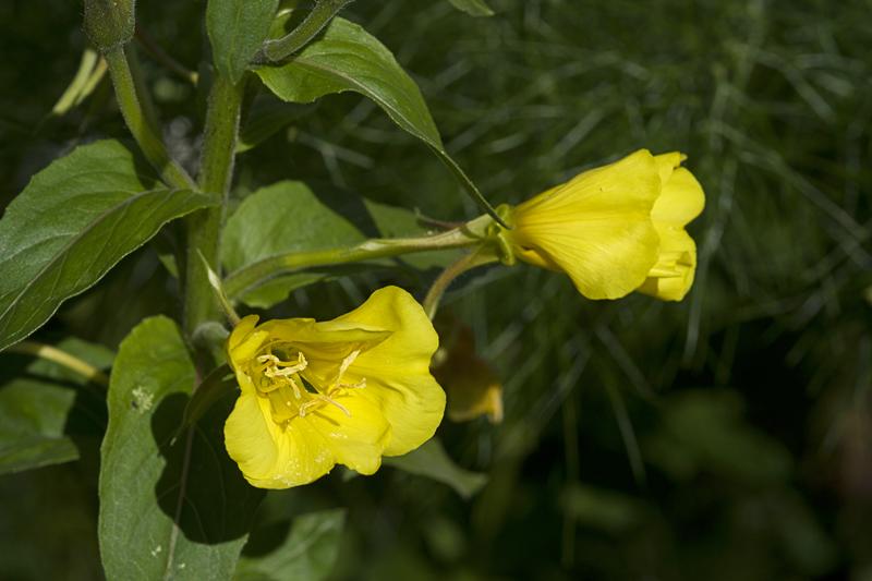 Cjp_2010_07_21_152633.jpg