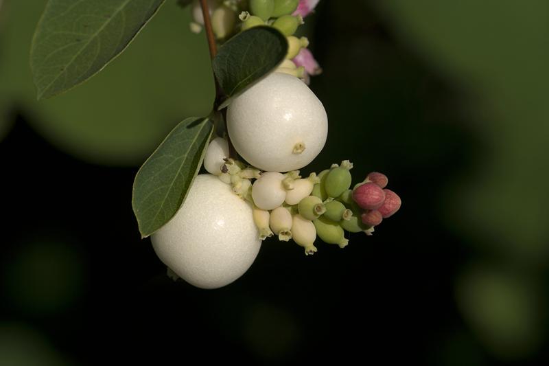 Cjp_2010_09_01_073453.jpg