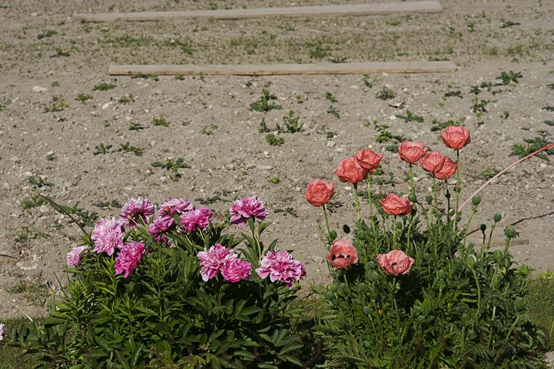 Cjp_2011_05_21_082432.jpg