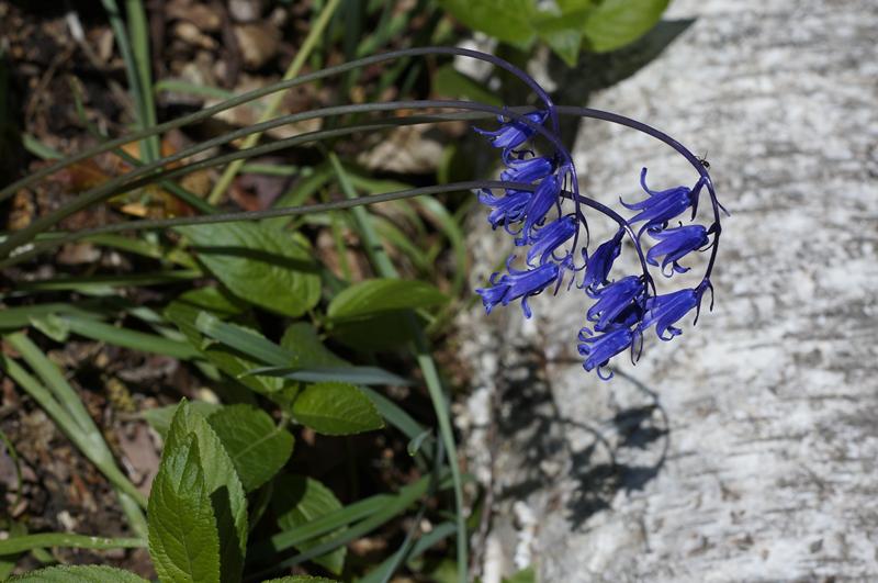 Cjp_2012_04_30_090040.jpg