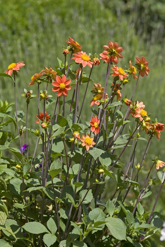 Cjp_2012_06_08_141552.jpg