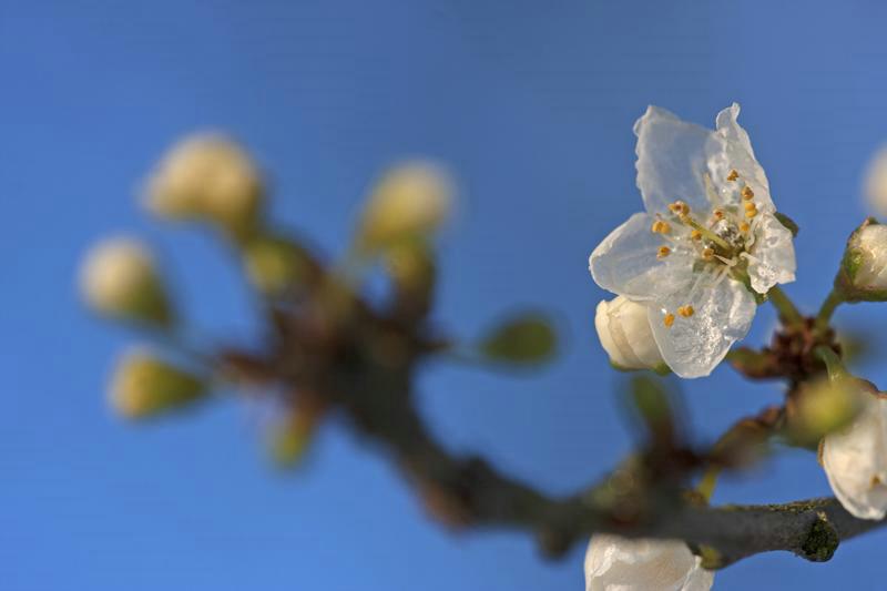 Cjp_2013_03_13_071416-1.jpg