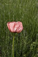 Cjp_2012_06_10_153808.jpg