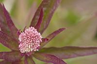Cjp_2012_07_14_123238.jpg