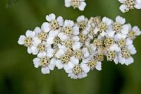 Cjp_2012_07_16_075802.jpg
