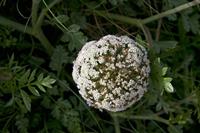 Cjp_2012_07_16_084856_2.jpg