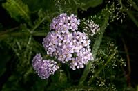 Cjp_2012_07_16_092438.jpg