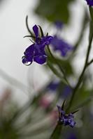 Cjp_2012_07_17_084036.jpg