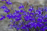 Cjp_2012_07_17_092044.jpg