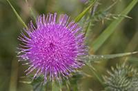 Cjp_2012_07_17_163928.jpg