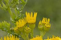 Cjp_2012_07_17_164450.jpg