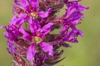 Cjp_2012_07_17_165256.jpg