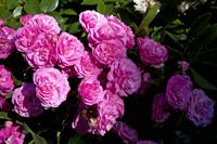 Cjp_2012_07_23_081108.jpg
