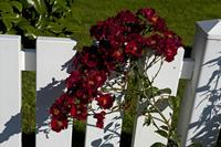 Cjp_2012_07_23_082046.jpg