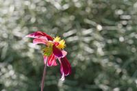 Cjp_2012_07_23_143904.jpg