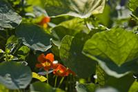 Cjp_2012_07_23_145220.jpg