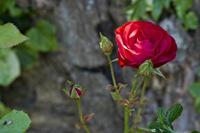 Cjp_2012_07_23_150326.jpg
