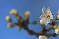 Cjp_2013_03_13_071416-1.jpg