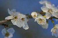 Cjp_2013_03_13_071501.jpg