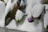 Cjp_2013_03_13_091338.jpg