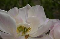 Cjp_2013_05_05_132559.JPG