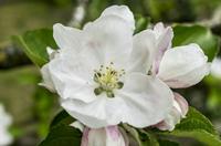 Cjp_2013_05_05_133411.jpg