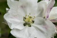 Cjp_2013_05_05_133425.jpg