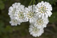 Cjp_2013_05_15_122354_2.jpg