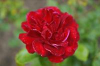 Cjp_2013_06_29_080538.jpg