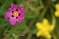 Cjp_2013_06_29_081828.jpg